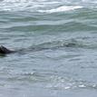 California sea lion near Southwest Seal Rock Special Closure