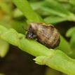 Salt marsh snail in Upper Newport Bay SMCA