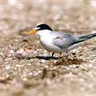 Least terns in Vandenberg SMR