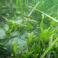 Caulerpa prolifera in eelgrass