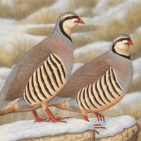 Chukar by Jeffrey Klinefelter