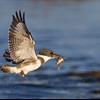 Belted kingfisher with silverside smelt at Bolsa Chica. Photo by: Steven Eric Smith.