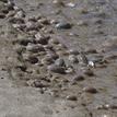 Pacific sand crabs at Año Nuevo SMR