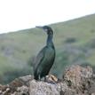 Brandt's cormorant at Arrow Pt to Lion Head Pt SMCA