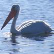 American white pelican in the Batiquitos Lagoon SMCA (No-Take)