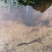 Pacific lamprey at Big River Estuary SMCA