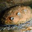 Abalone at Blue Cavern Onshore SMCA (No-Take)