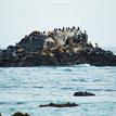 California sea lions, cormorants on White Rock, White Rock SMCA