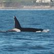Orca in Carmel Bay SMCA