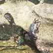 Striped shore crabs in Carrington Point SMR