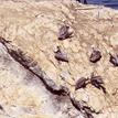 Brown pelicans and cormorants on Egg Rock