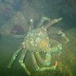 Sheep crab in Elkhorn Slough SMCA