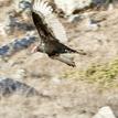 Turkey vulture in Estero de San Antonio SMRMA