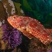 California scorpionfish at Farnsworth Offshore SMCA