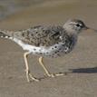 Spotted sandpiper at Goleta Slough SMCA (No-Take)