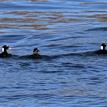 Surf scoters at Gull Island SMR