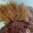 California golden gorgonian at Long Point SMR