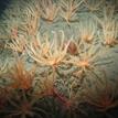 Feather stars near Mattole Canyon SMR