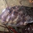 A rockpool blenny in Naples SMCA