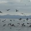 Brown pelicans in North Farallon Islands SMR