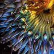 A close-up of a sunburst anemone in Point Lobos SMR