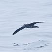 Black-footed albatross at Richardson Rock SMR