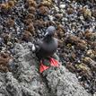 Pigeon guillemot at Russian Gulch SMCA