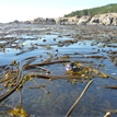 A diver surfaces in a bull kelp bed in Salt Point SMCA