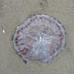 Purple-striped sea nettle washed ashore at Samoa SMCA