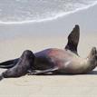 California sea lion and pup in South La Jolla SMR