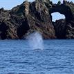 Gray whale in Southeast Farallon Island SMR