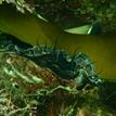 Red abalone eating drift kelp in Stewarts Point SMR