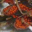 San Diego sea squirt in Upper Newport Bay SMCA