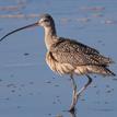 Long-billed curlew in Vandenberg SMR