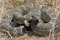 Rattlesnake