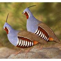 Mountain Quail by Jeffrey Klinefelter