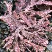 Coralline algae at Van Damme SMCA