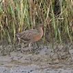 A Ridgway's rail near the Batiquitos Lagoon SMCA (No-Take)