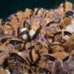 Mussels, urchins, and anemones at Begg Rock SMR