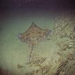 Longnose skate at Big Creek SMCA