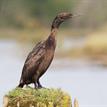 Brandt's cormorant at Big River Estuary SMCA