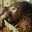 Male northern elephant seal, Cambria SMCA