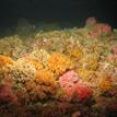 Strawberry anemones and bryozoans in Carrington Point SMR