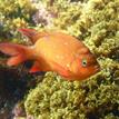 Young garibaldi at Casino Point SMCA (No-Take)