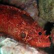 Rainbow scorpionfish at Cat Harbor SMCA