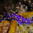 California blue dorid in Dana Point SMCA