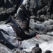 Black oystercatcher, Del Mar Landing SMR