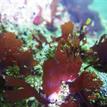 Stalked jellyfish on red algae, Double Cone Rock SMCA