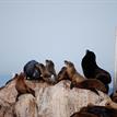 California sea lions at Edward F. Ricketts SMCA