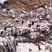 Brown pelicans and Brandt's cormorants on Egg Rock